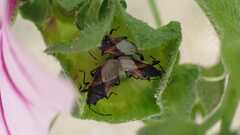 Oxycarenus lavaterae