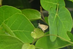 Callimormus saturnus