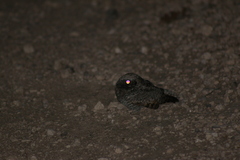 Caprimulgidae