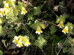 Euphrasia nankotaizanensis
