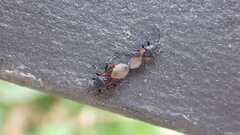 Oxycarenus lavaterae