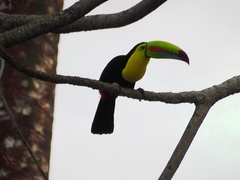 Ramphastos sulfuratus