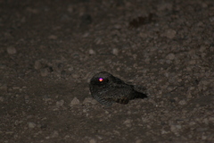 Caprimulgidae