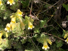 Euphrasia nankotaizanensis