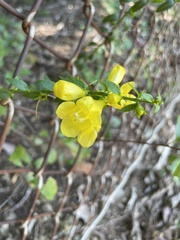 Aureolaria levigata