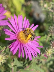 Melissodes trinodis