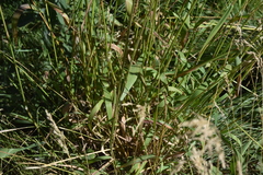 Elymus trachycaulus