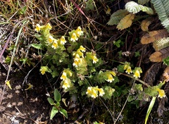 Euphrasia nankotaizanensis