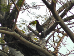 Ramphastos sulfuratus
