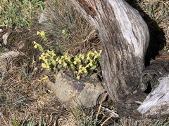 Euphrasia nankotaizanensis