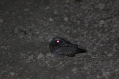 Caprimulgidae