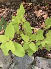 Impatiens pallida