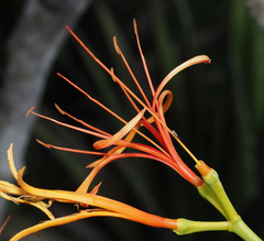 Psittacanthus schiedeanus