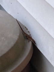 Anolis carolinensis