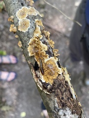 Stereum gausapatum