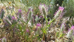 Trifolium purpureum