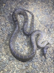Lampropeltis splendida