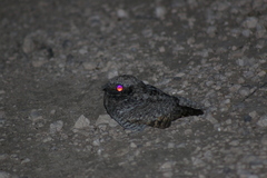 Caprimulgidae