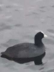 Fulica atra
