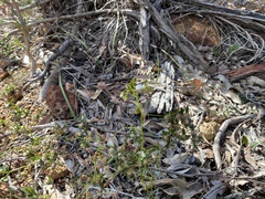 Drosera pallida