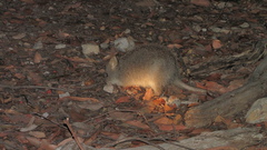 Potoroidae