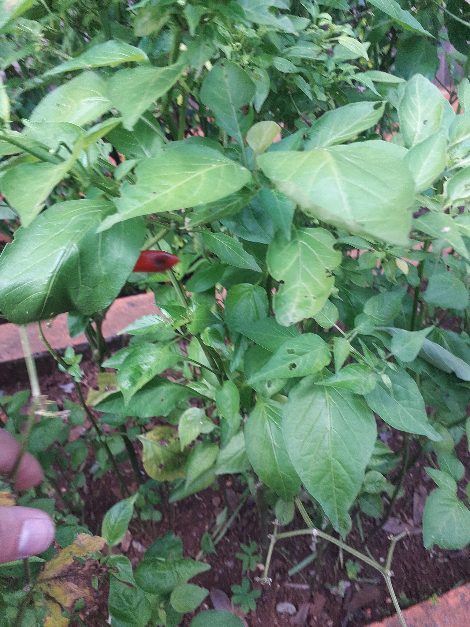 Capsicum annuum