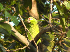 Amazona autumnalis