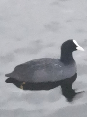 Fulica atra