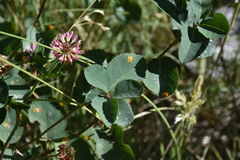 Amelanchier alnifolia