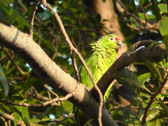 Amazona autumnalis