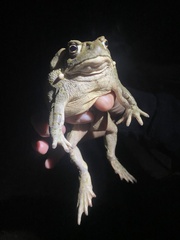 Incilius alvarius