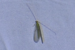 Chrysoperla rufilabris