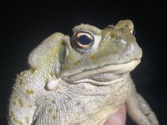 Incilius alvarius