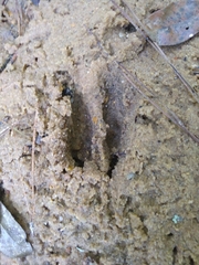 Odocoileus virginianus