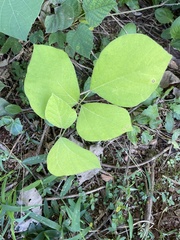 Pueraria montana