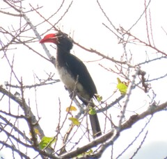 Lophoceros alboterminatus