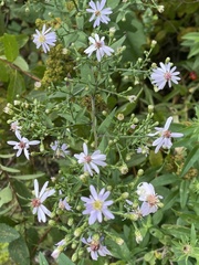 Symphyotrichum