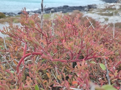 Sesuvium edmonstonei