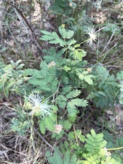 Desmanthus velutinus