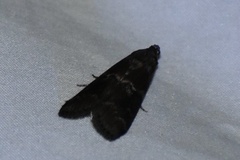 Euzophera ostricolorella