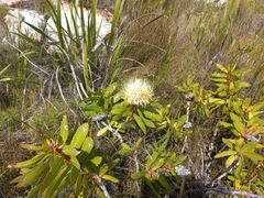 Protea nitida