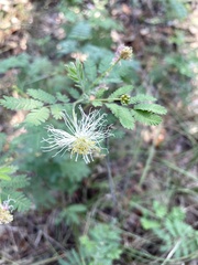 Desmanthus velutinus