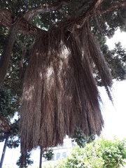 Metrosideros tomentosa