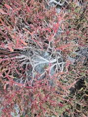 Sesuvium edmonstonei