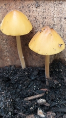 Pluteus chrysophlebius