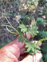 Desmanthus velutinus