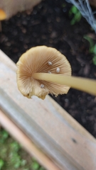 Pluteus chrysophlebius