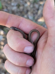 Thamnophis saurita saurita
