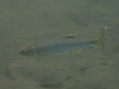 Cyprinella spiloptera