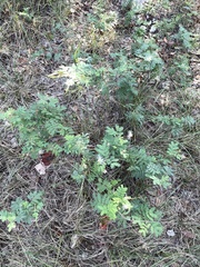 Desmanthus velutinus